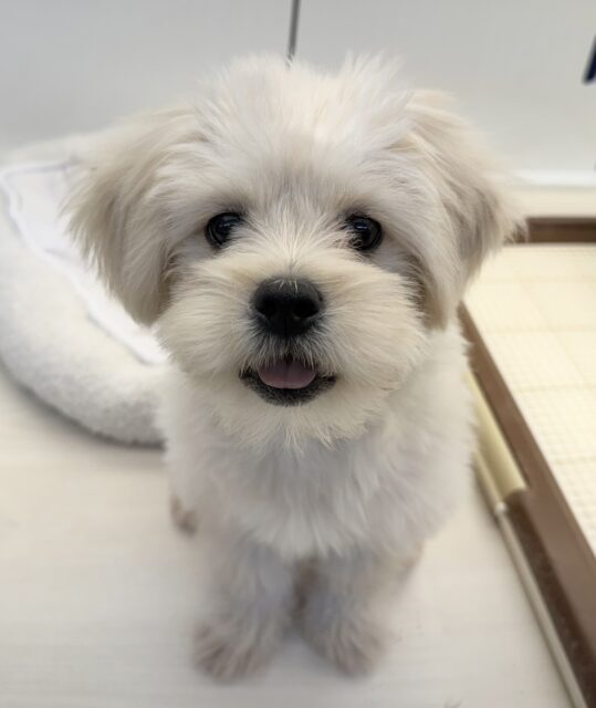 11/28最新📷どすこい体型のペキプーくん☺️