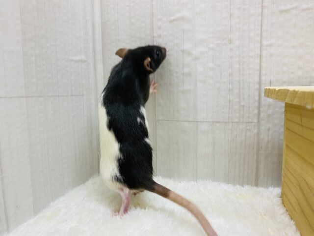 ファンシーラット