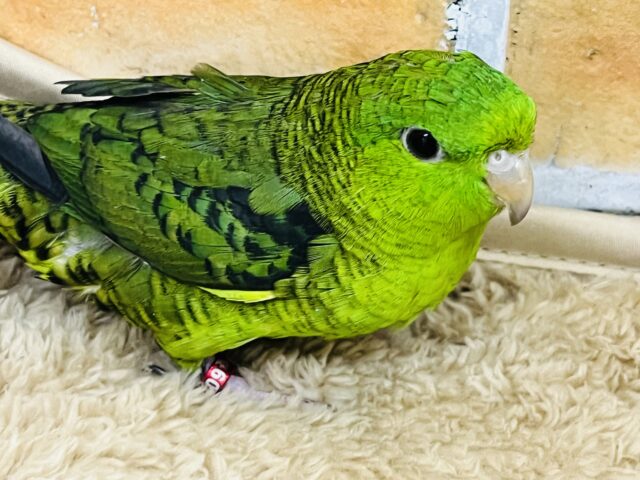 1人は嫌(;o;)寂しがりやのサザナミインコの男の子! サザナミインコ