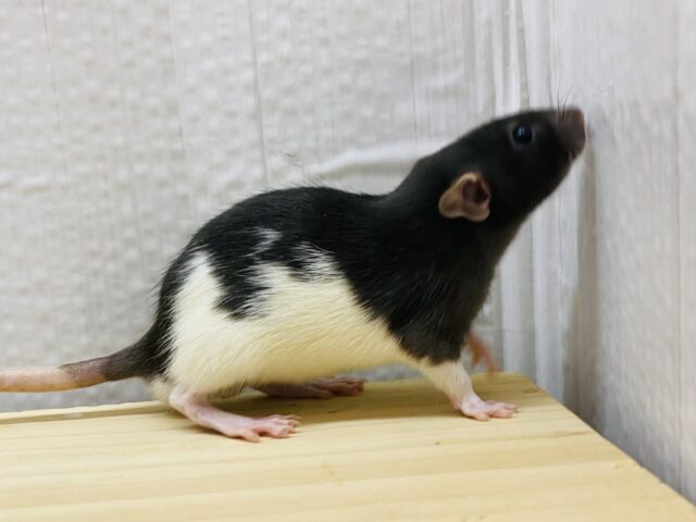 ファンシーラット