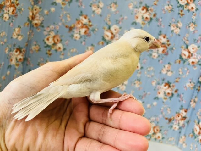 シナモン文鳥 / シルバー文鳥