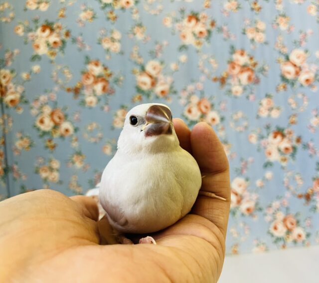 シナモン文鳥 / シルバー文鳥