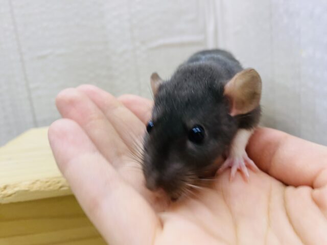 ファンシーラット