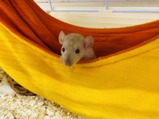 ファンシーラット