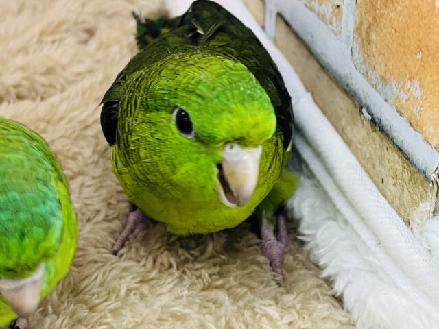 1人は嫌(;o;)寂しがりやのサザナミインコの男の子! サザナミインコ