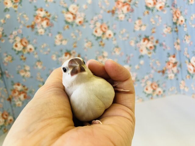 シナモン文鳥 / シルバー文鳥