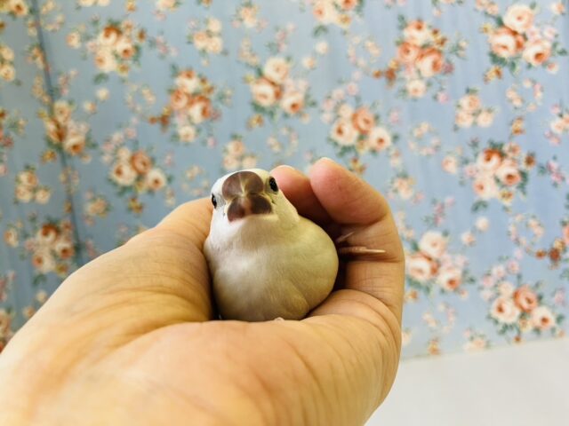 シナモン文鳥 / シルバー文鳥