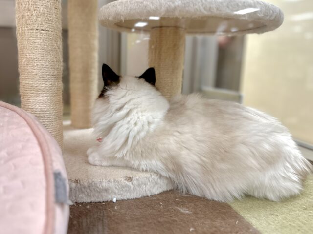 愛嬌たっぷり🎵イケメンラグドールくん ラグドール