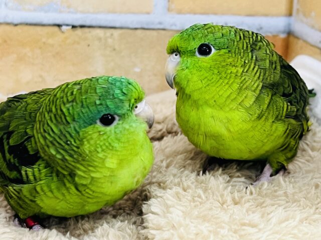 1人は嫌(;o;)寂しがりやのサザナミインコの男の子! サザナミインコ