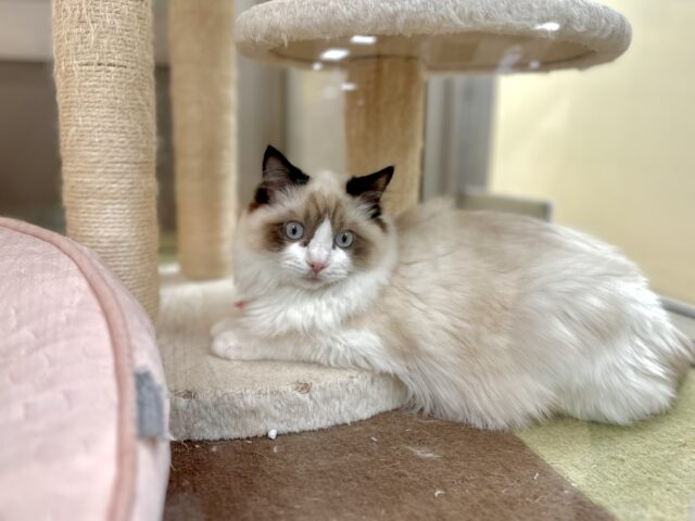 愛嬌たっぷり🎵イケメンラグドールくん ラグドール