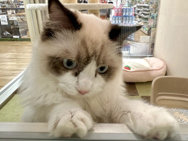 愛嬌たっぷり🎵イケメンラグドールくん ラグドール