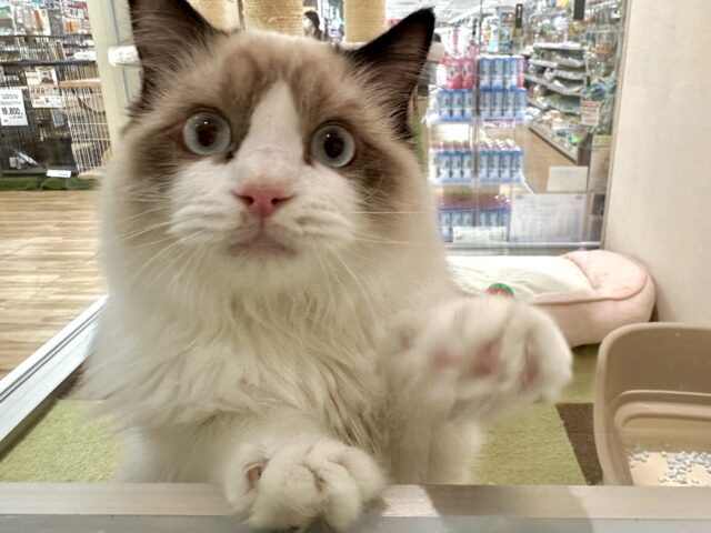 愛嬌たっぷり🎵イケメンラグドールくん ラグドール