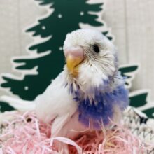 白✖️青の冬カラー💙🤍賑やかなセキセイインコパイドカラー！！