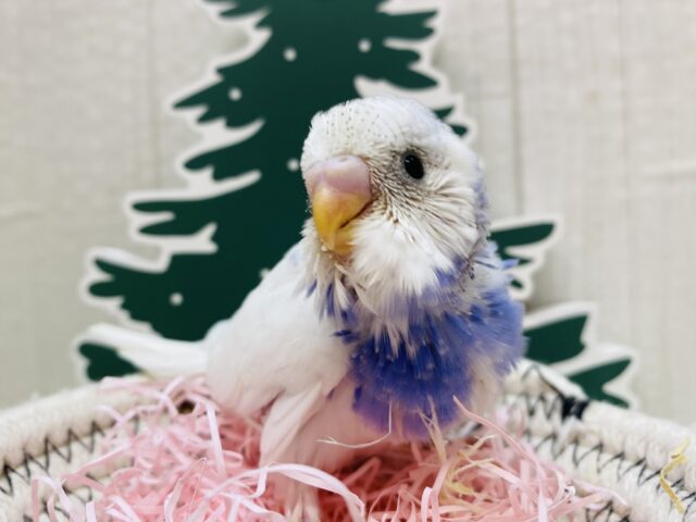 白✖️青の冬カラー💙🤍賑やかなセキセイインコパイドカラー！！