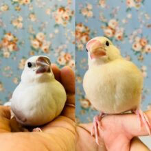 ヒナご飯卒業❤︎*ˊᵕˋ* かわいいベタなれ文ちゃんズ♬*