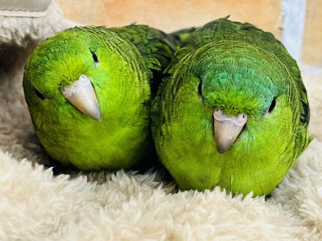 頼れる姉貴🎶むっちり緑ちゃん💚サザナミインコの女の子 サザナミインコ