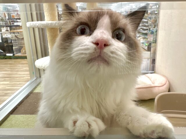 愛嬌たっぷり🎵イケメンラグドールくん ラグドール