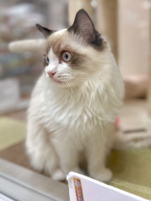 愛嬌たっぷり🎵イケメンラグドールくん ラグドール