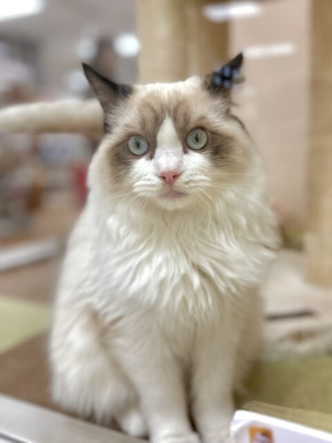 愛嬌たっぷり🎵イケメンラグドールくん ラグドール