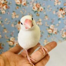 ひとりでご飯食べられるようになったよ♬* ベタなれ白文鳥ちゃん💟