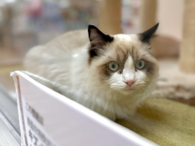 愛嬌たっぷり🎵イケメンラグドールくん ラグドール