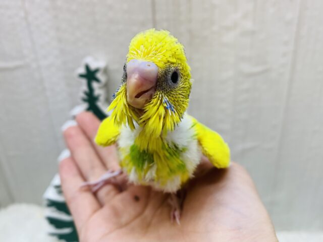 元気いっぱいビタミンカラー🔆セキセイインコのパイド⭐️