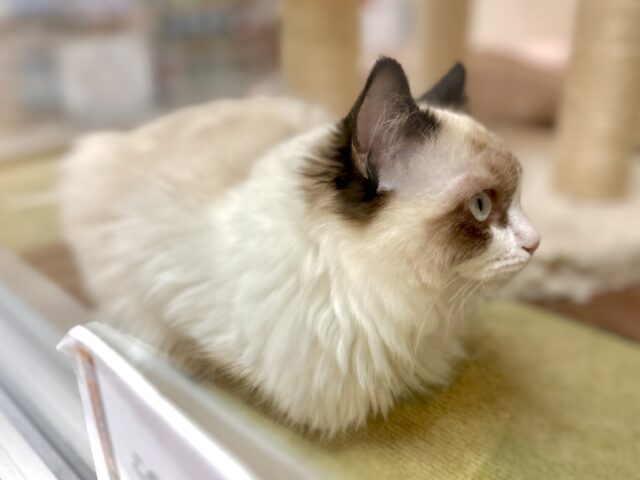 愛嬌たっぷり🎵イケメンラグドールくん ラグドール