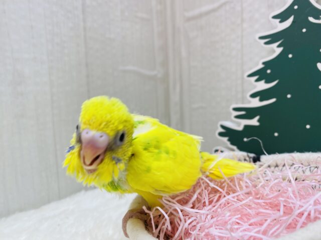 セキセイインコ