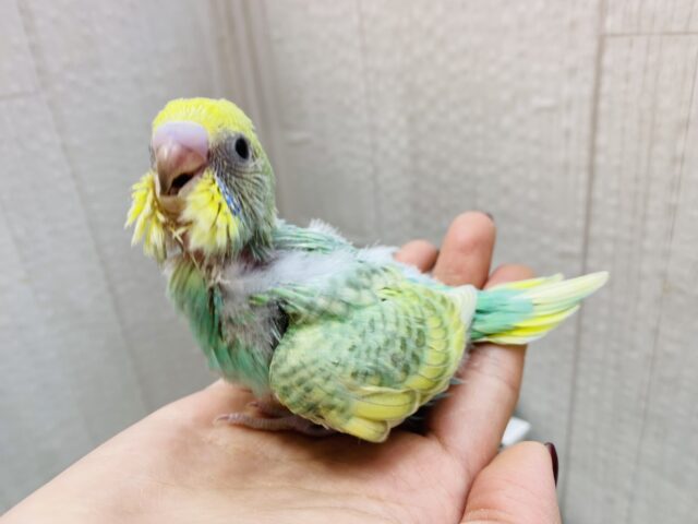 セキセイインコ