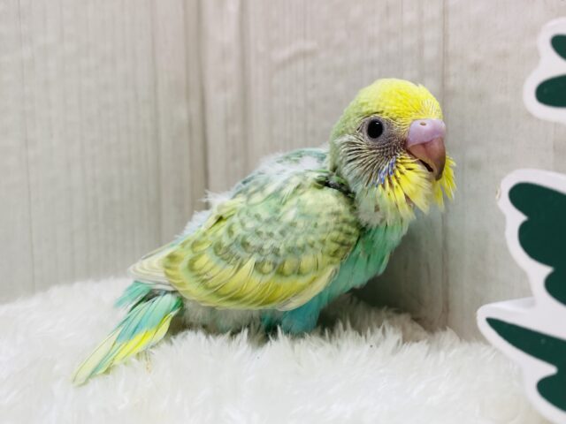 ✨グレーの縁どりオシャレでしょ✨オシャレ上級者のセキセイインコ（パステルカラーレインボー）💫