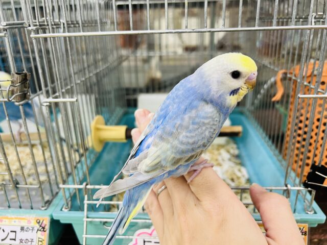 11/8更新☆まだまだ赤ちゃんなの🍡セキセイインコのヒナ(レインボースパングル)入荷しました❤️ セキセイインコ