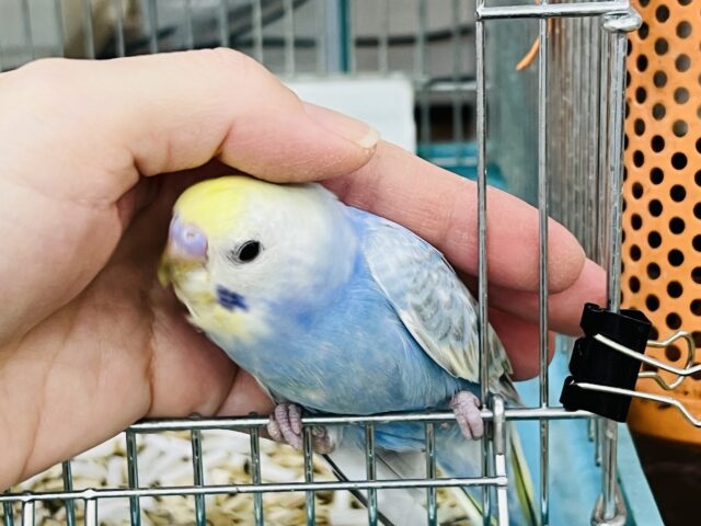 11/8更新☆まだまだ赤ちゃんなの🍡セキセイインコのヒナ(レインボースパングル)入荷しました❤️ セキセイインコ