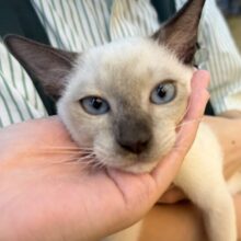 最新📷甘えん坊にゃんこ来ました！トンキニーズくん！