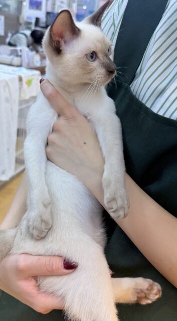 最新📷甘えん坊にゃんこ来ました!トンキニーズくん! トンキニーズ