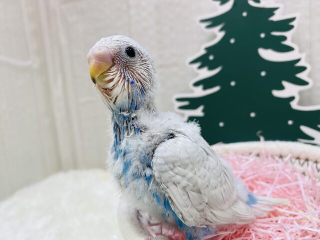 レア🤩✨まるで雪の結晶のような儚さです❄️セキセイインコ（ホワイトウィング）🩵