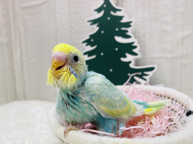 エメラルドグリーンの妖精さん登場デスっ🧚セキセイインコ（パステルカラーレインボーパイド）💎