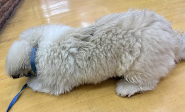 最新📷元気いっぱい!抱っこ大好きなペキニーズくん! ペキニーズ