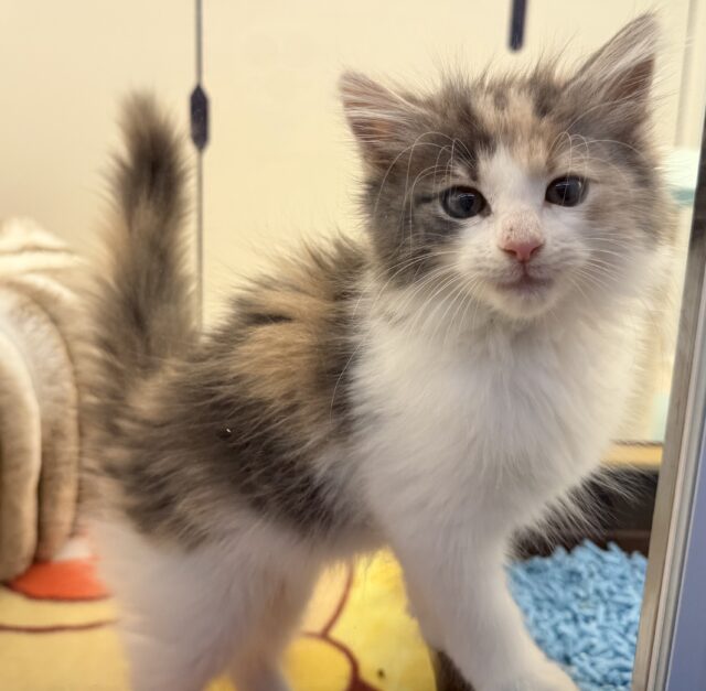 ノルウェージャンフォレストキャット