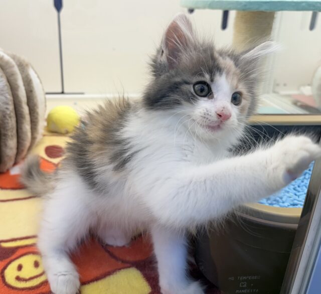 ノルウェージャンフォレストキャット