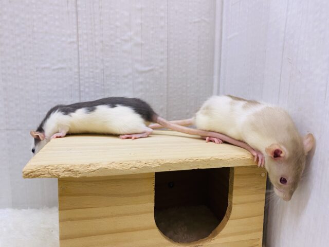 ファンシーラット