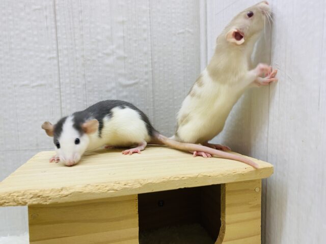 ファンシーラット