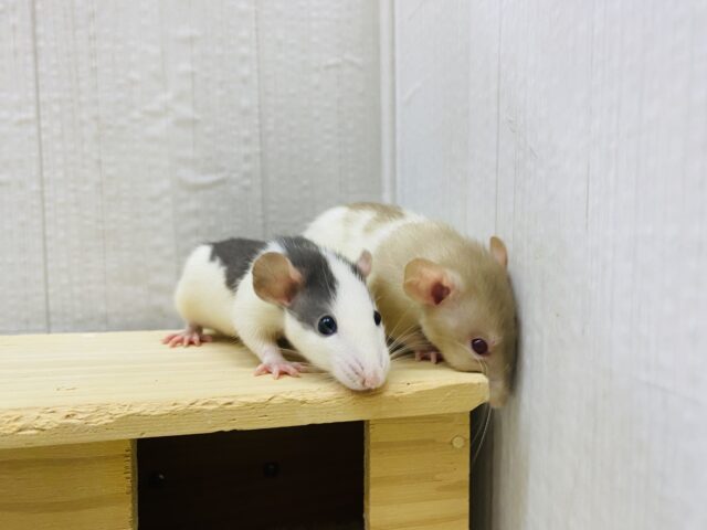 ファンシーラット