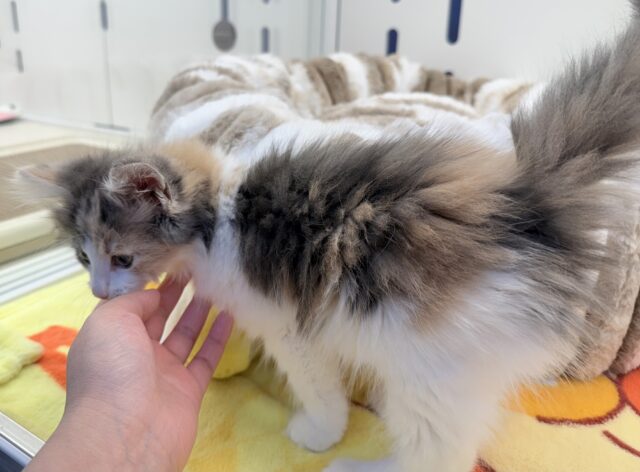 ノルウェージャンフォレストキャット