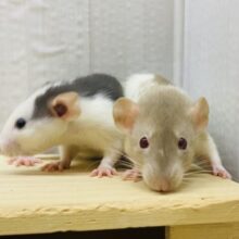 わちゃわちゃ〜賑やか〜🥳✨ファンシーラット女の子🎀