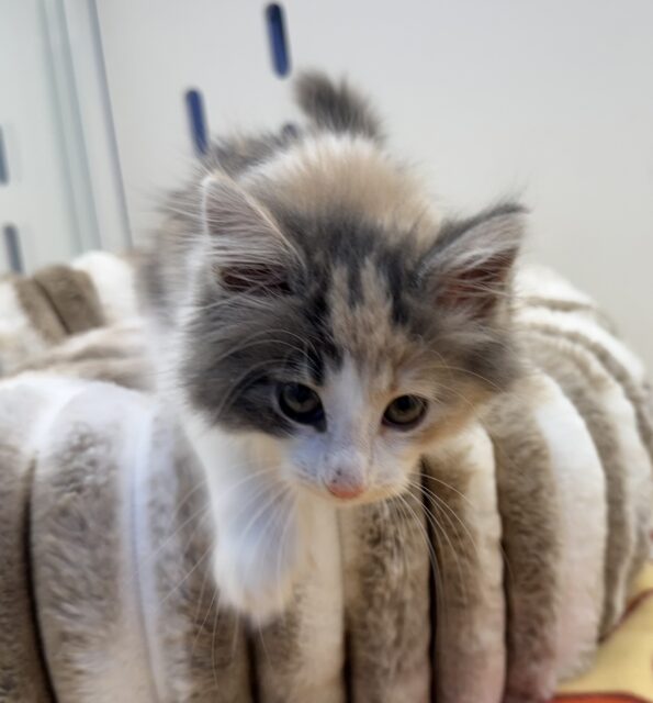 ノルウェージャンフォレストキャット