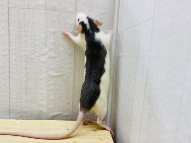 ファンシーラット