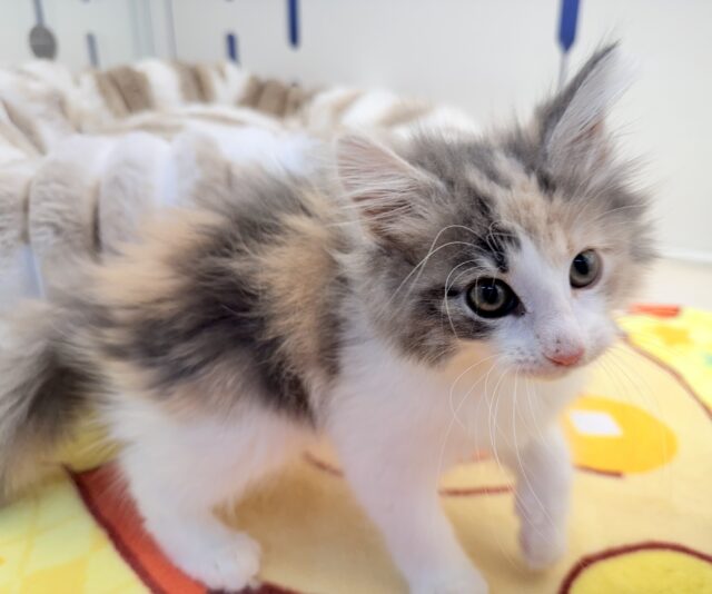 ノルウェージャンフォレストキャット