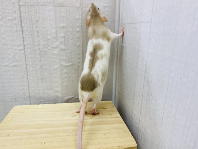 ファンシーラット