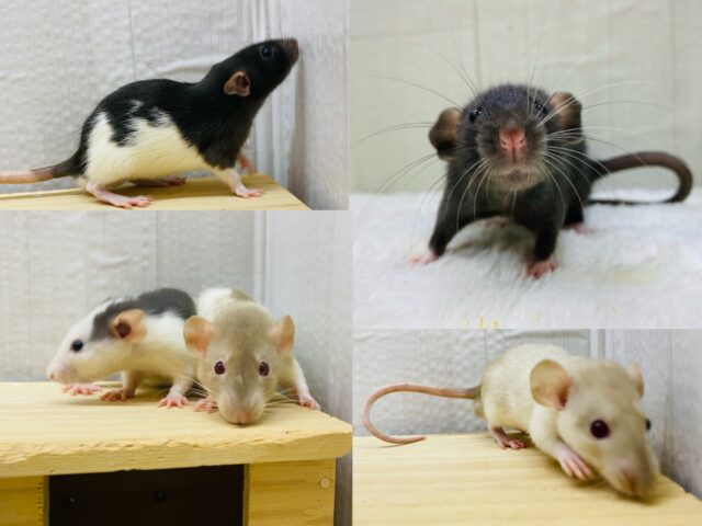 🧀もちもちファンシーラットフェア開催中🐭