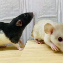 BLACK &BEIGE🖤🤎どっちがお好み？ファンシーラット男の子⭐️